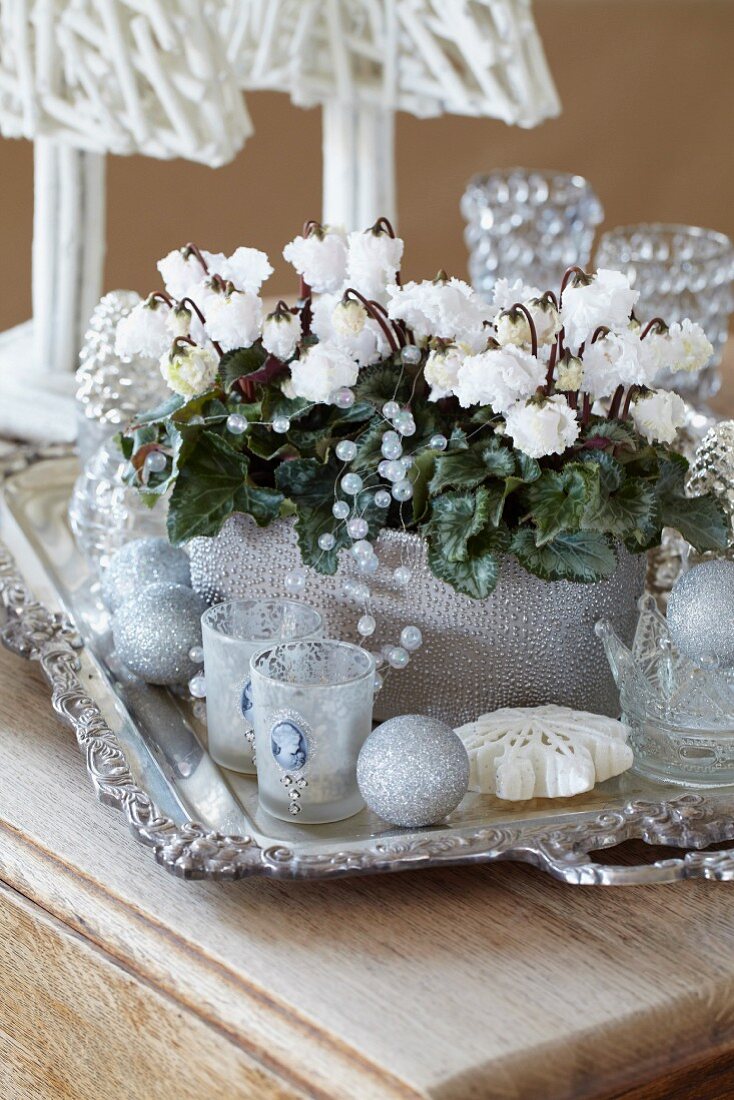 Cyclamen 'Bellissima White' on silver tray