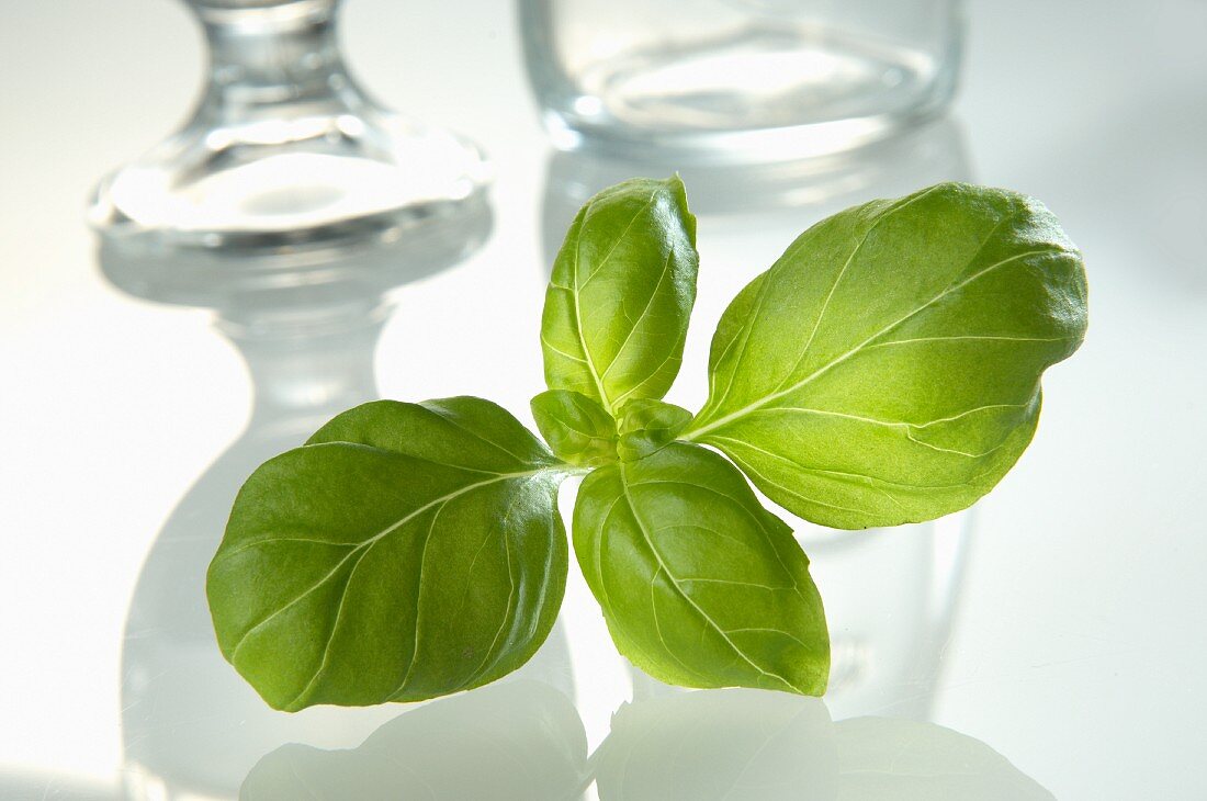 Fresh basil in front of glasses