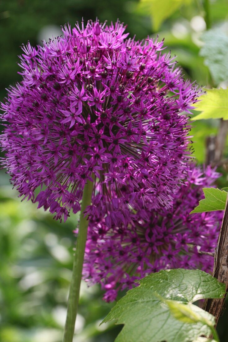 Allium flowers