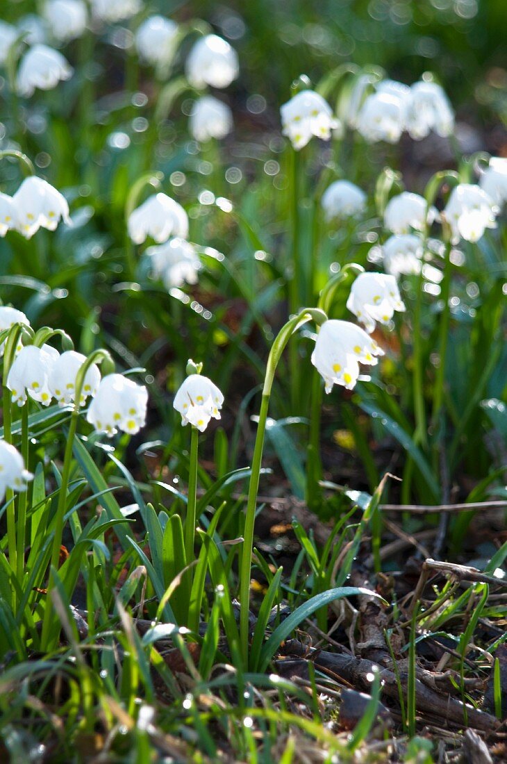 Knotenblume (Leucojum vernum), auch Märzenbecher