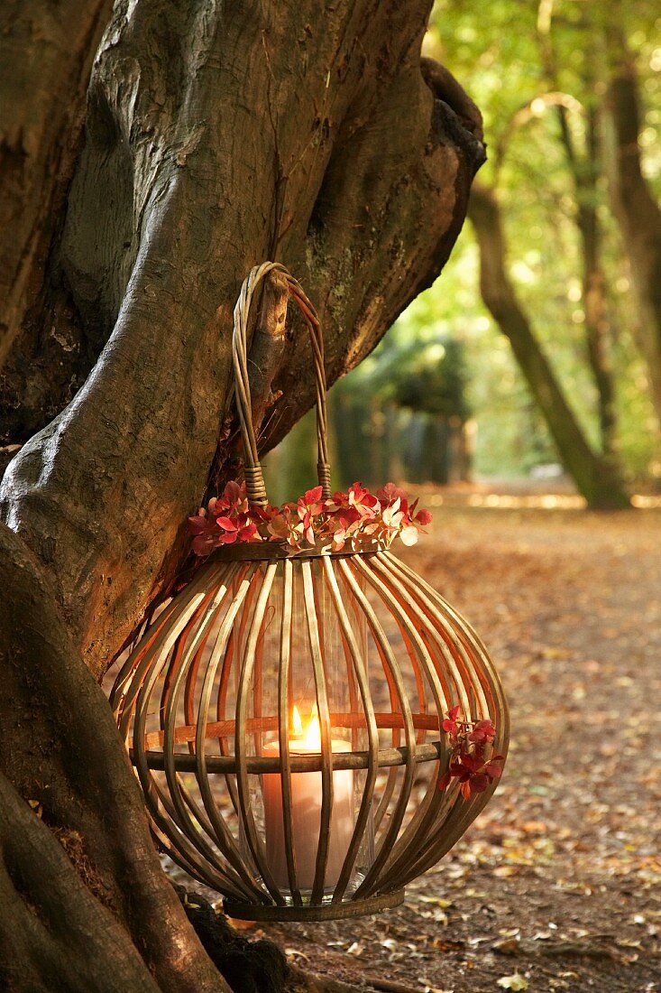 Lantern hanging on tree trunk in autumn woodland
