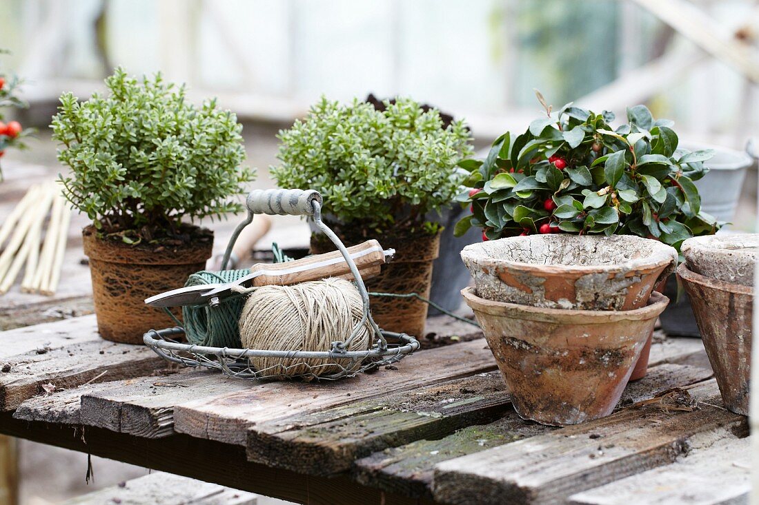 Autumn plants, wire basket and terracotta pots on rustic table