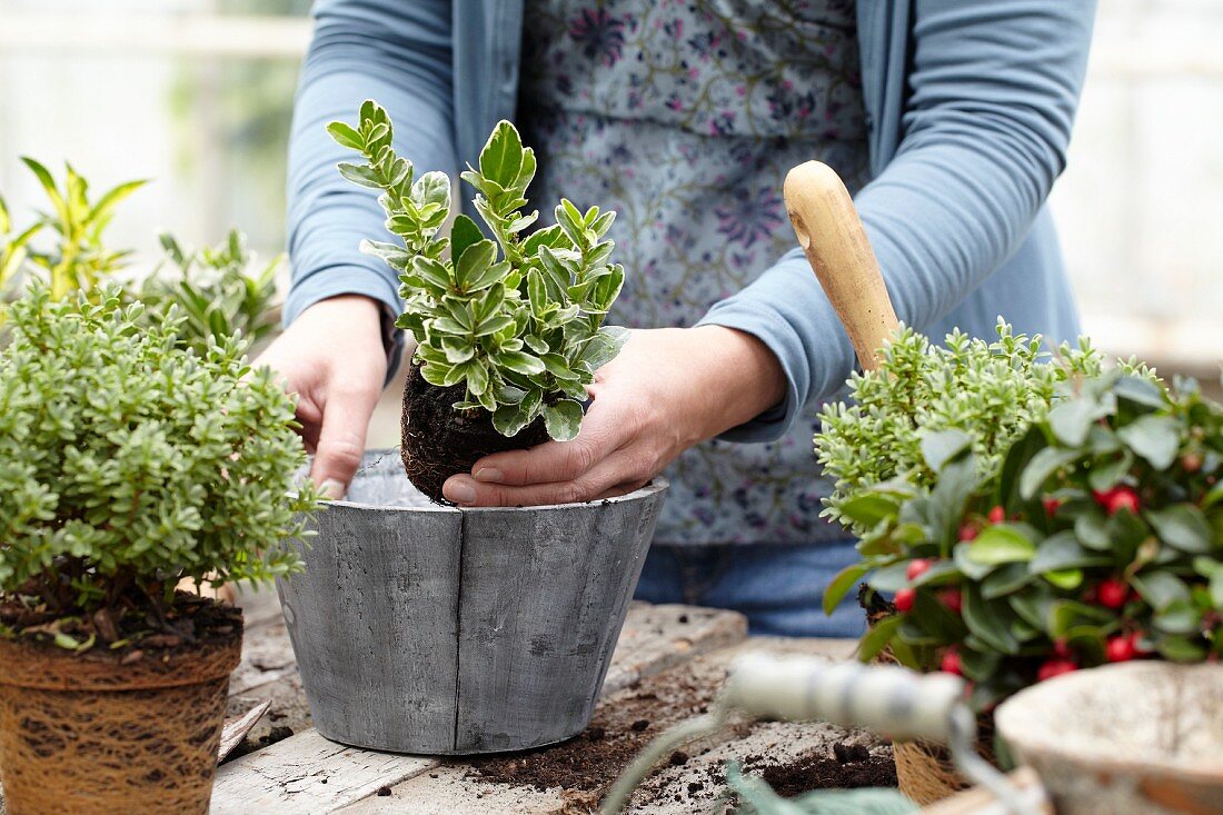 Frau pflanzt Scheinbeeeren ein (Gaultheria)