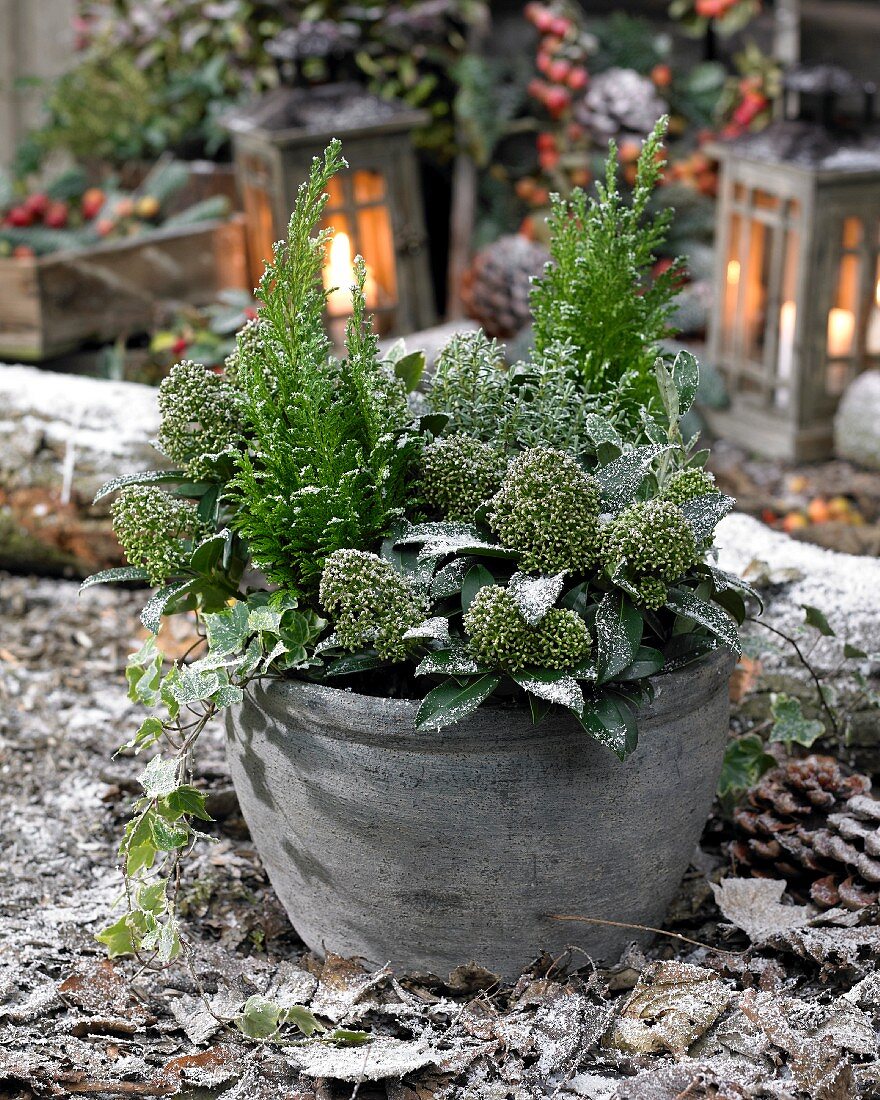 Winter arrangement of hardy plants