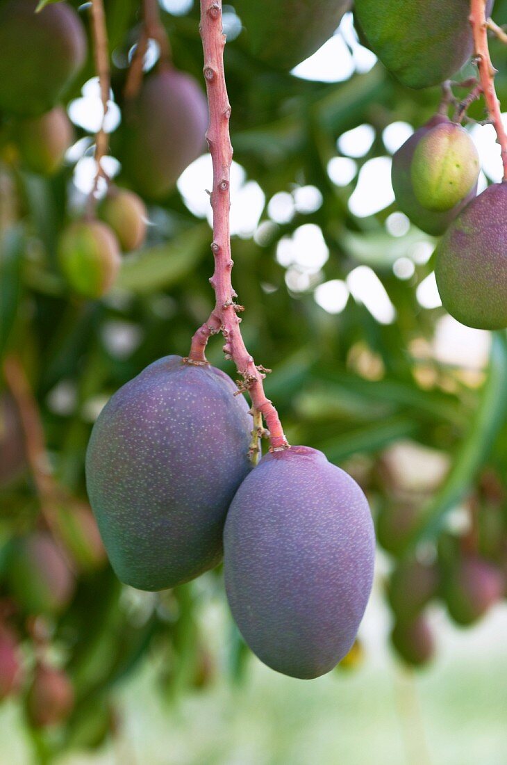 Mangobaum mit Früchten (Südafrika)