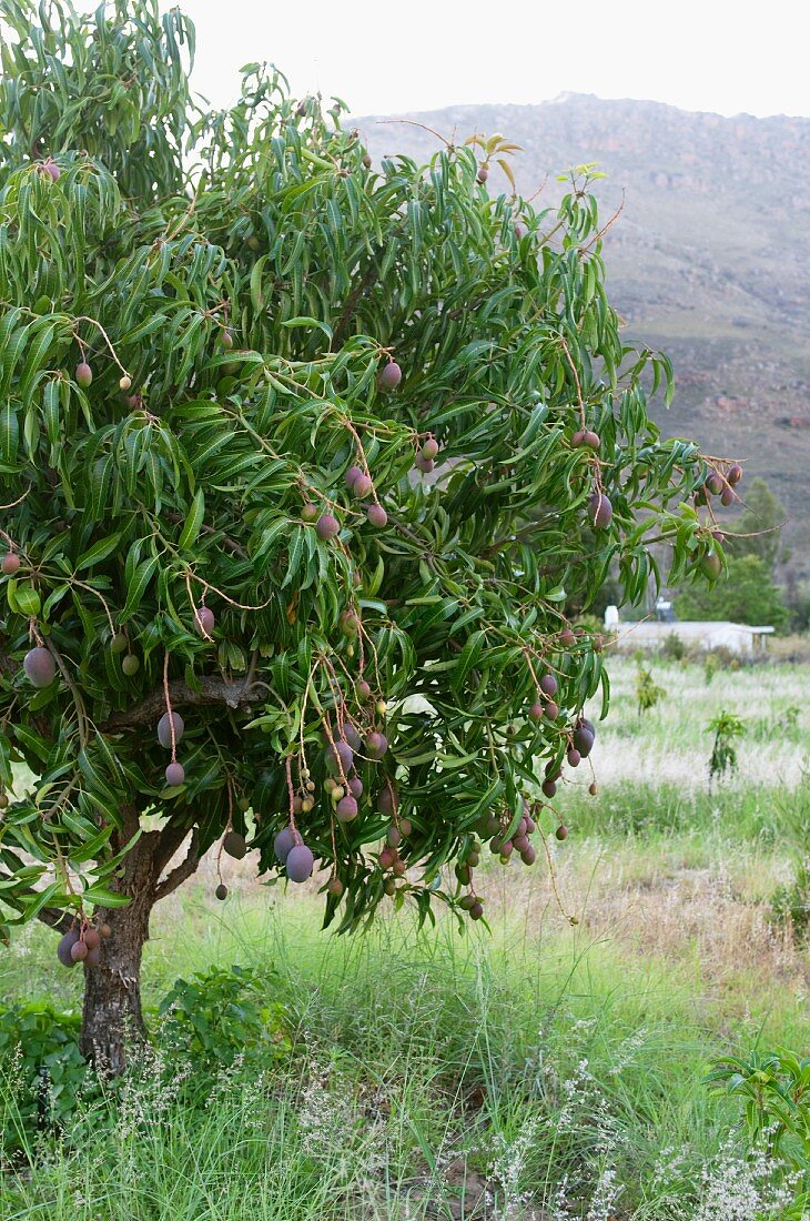 Mangobaum mit Früchten (Südafrika)