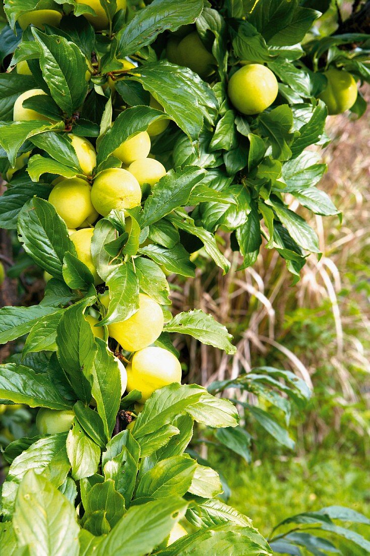 Gelbe, reife Pflaumen an einem Baum