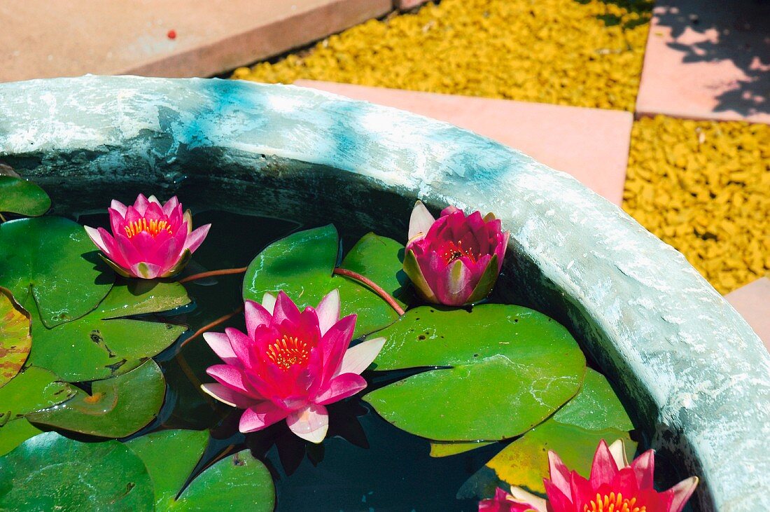 Water lilies at the edge of a water pool and gravel areas in the background