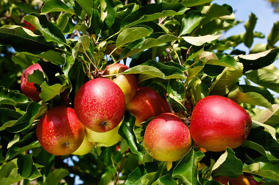 Ripe apples on the tree