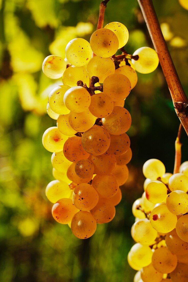 Ripe Ribolla Gialla grapes from Friaul, Italy