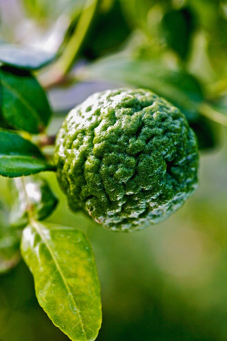 A kaffir lime on a tree