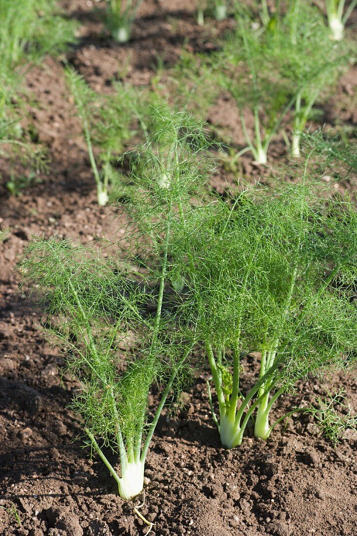 Fennel in a field