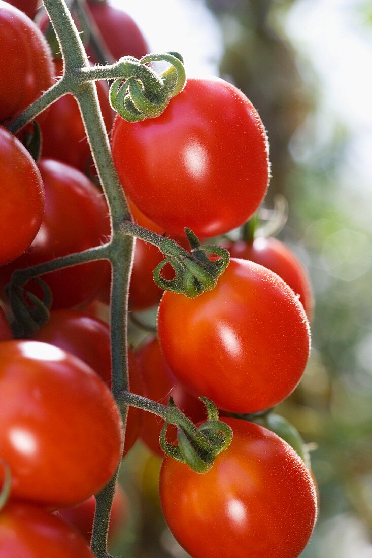 Kirschtomaten an der Pflanze