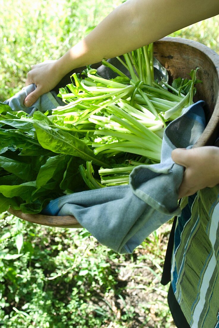 Woman Carrying a Bowl of Freshly Picked Dandelion Greens