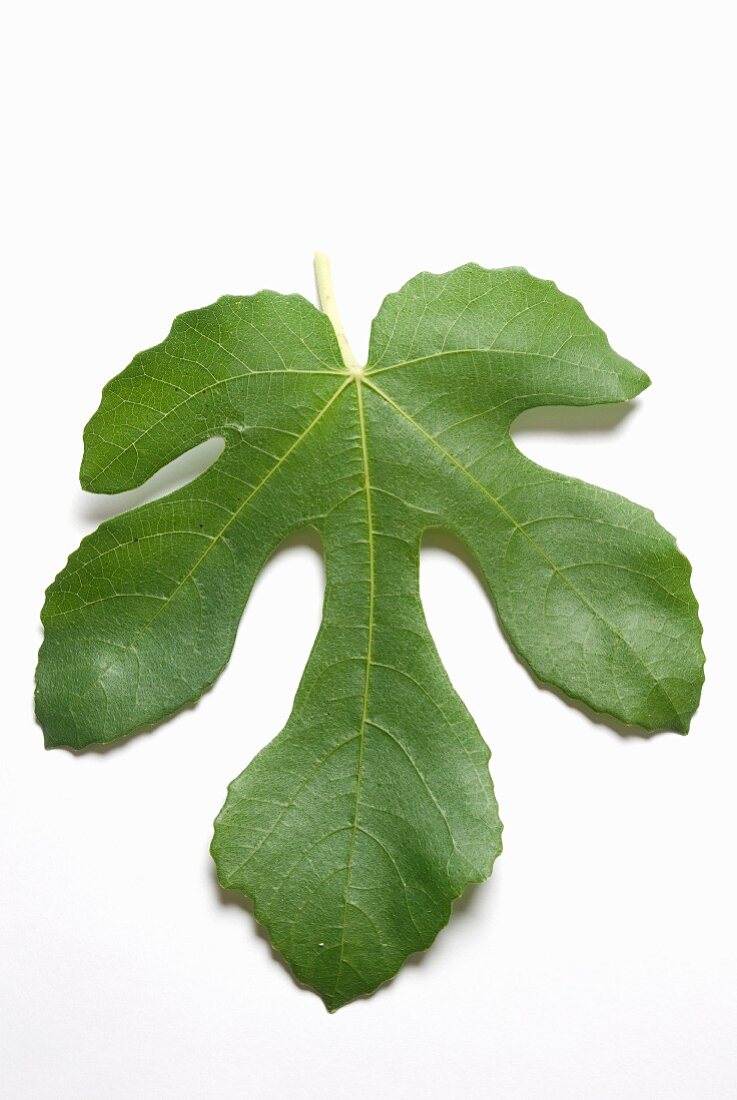 A Black Mission Fig Leaf on a White Background