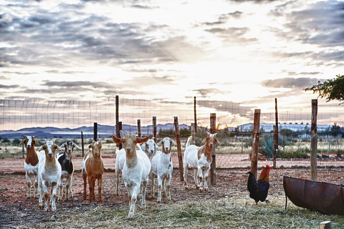 Goats on a farm