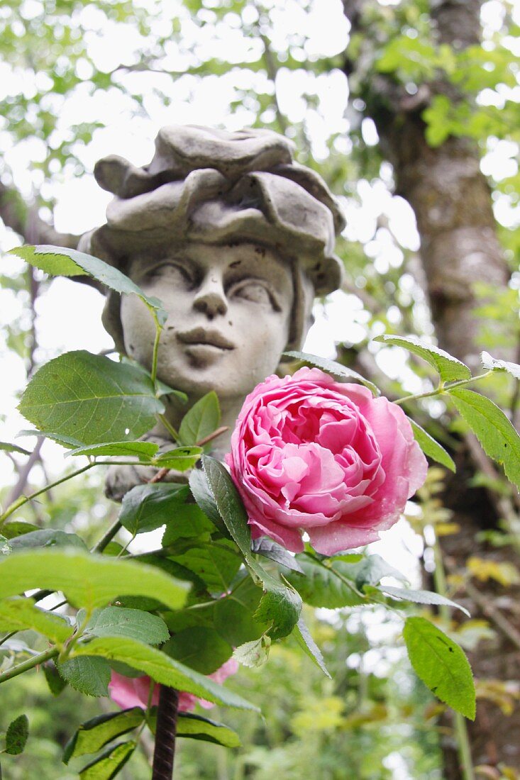 Pink rose in front of statue in garden