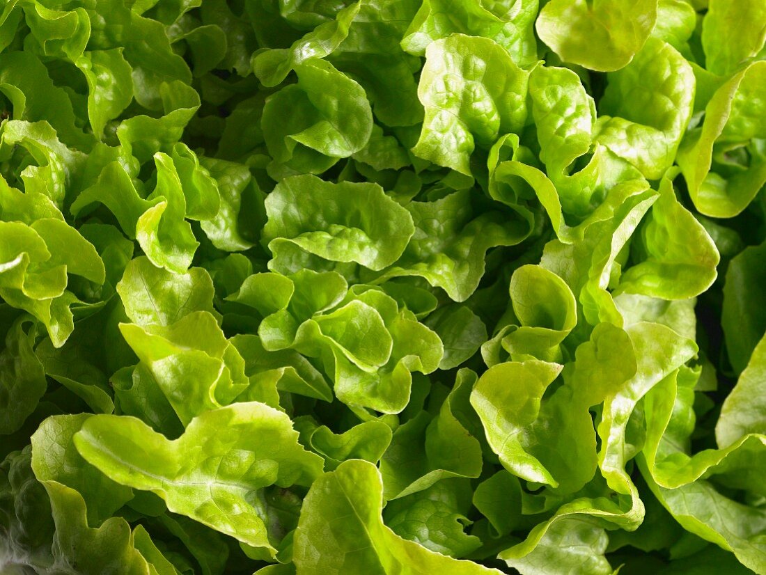 Lettuce (full frame)