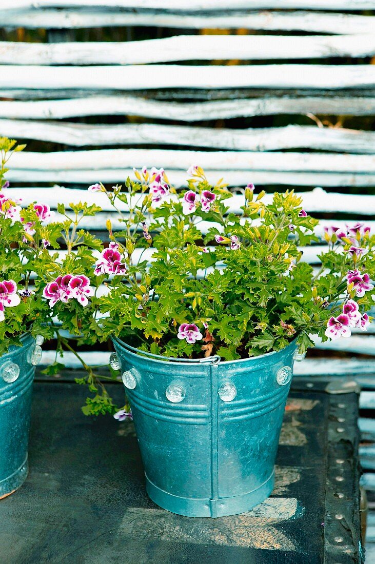 Flowering plant in metal planter against panel of sticks