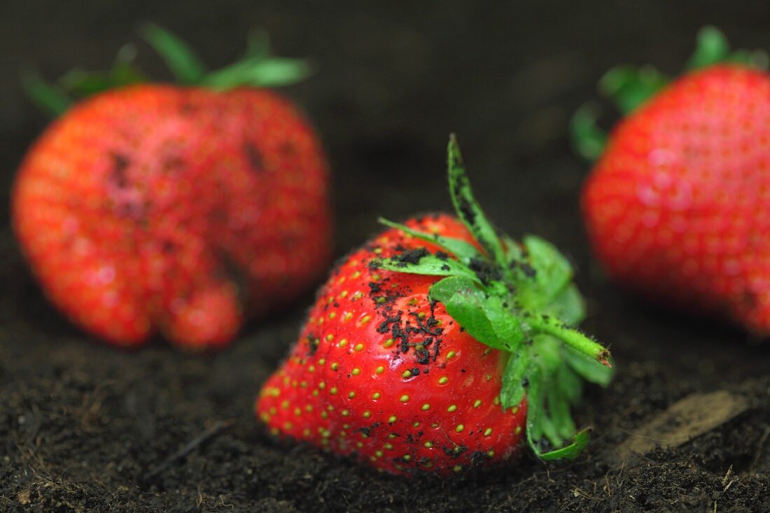 Strawberries on the ground