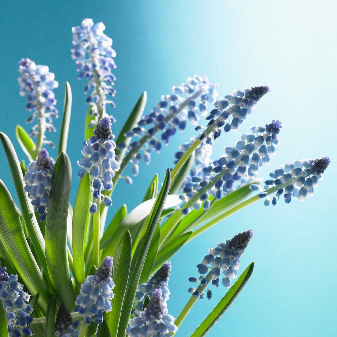 A grape hyacinth