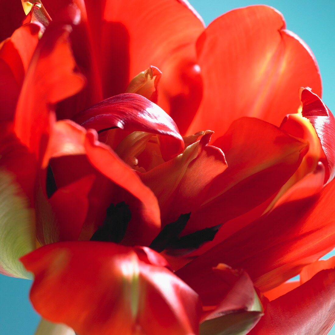 A red tulip bloom