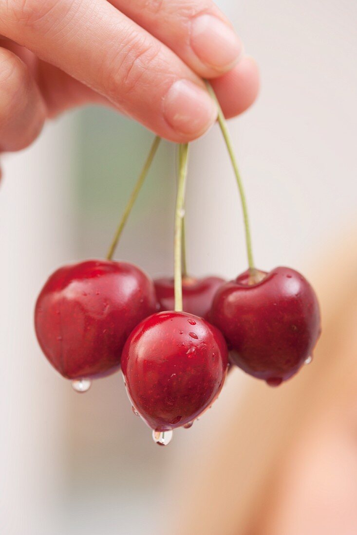 A hand holding sweet cherries