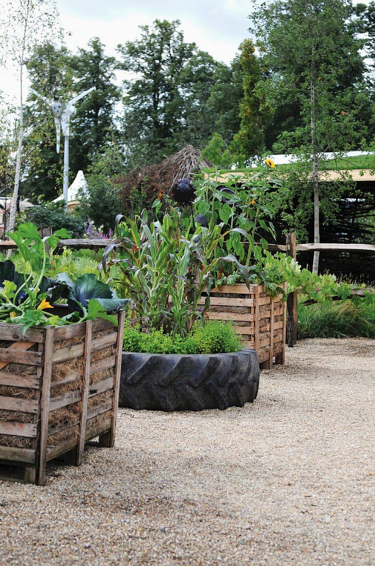 Raised beds of vegetables on gravel surface in garden