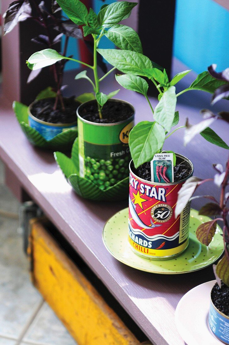 Small plants in tin cans on shelf