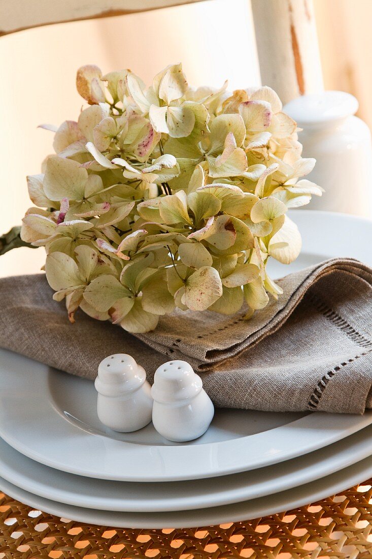 weiße Hortensienblüte, Leinenserviette und Salz-und Pfefferstreuer auf Teller