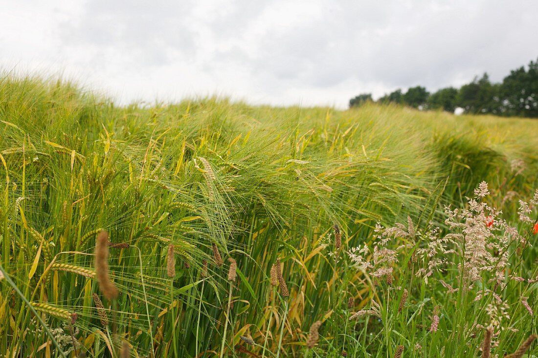 A rainy cornfield