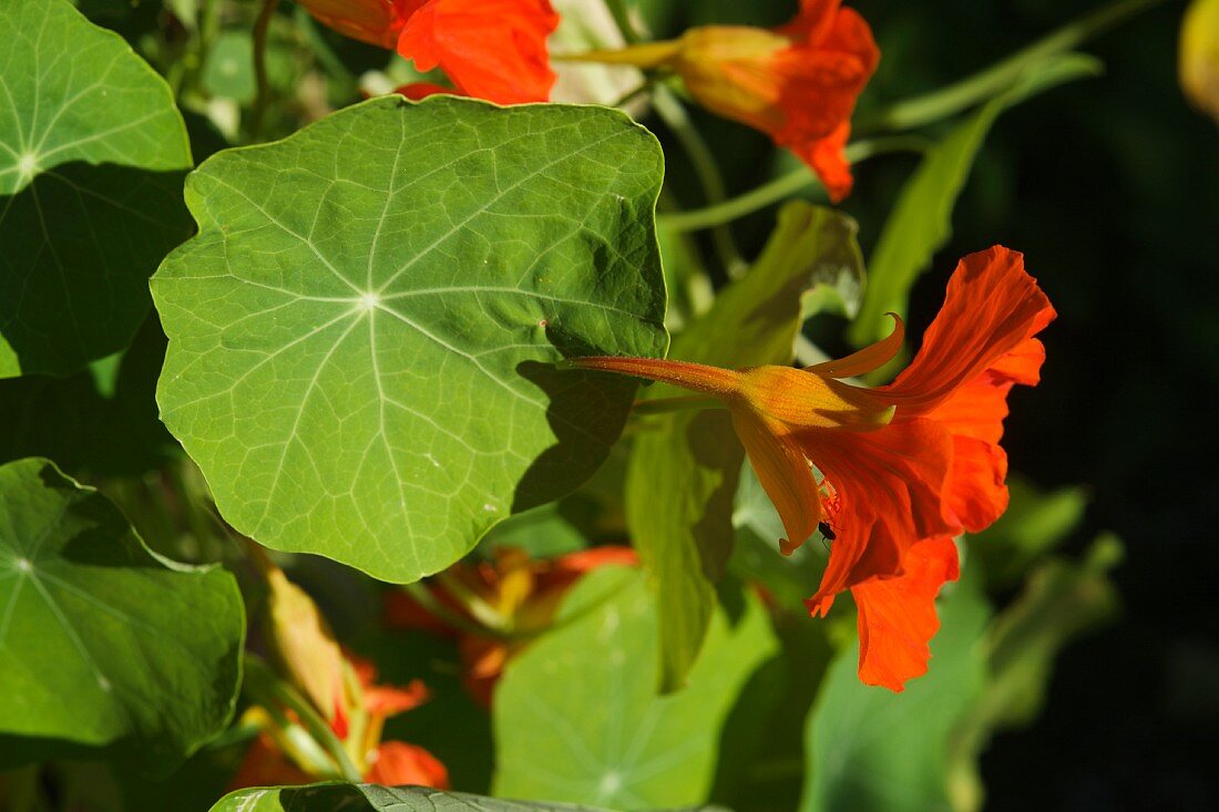 Kapuzinerkresseblüten