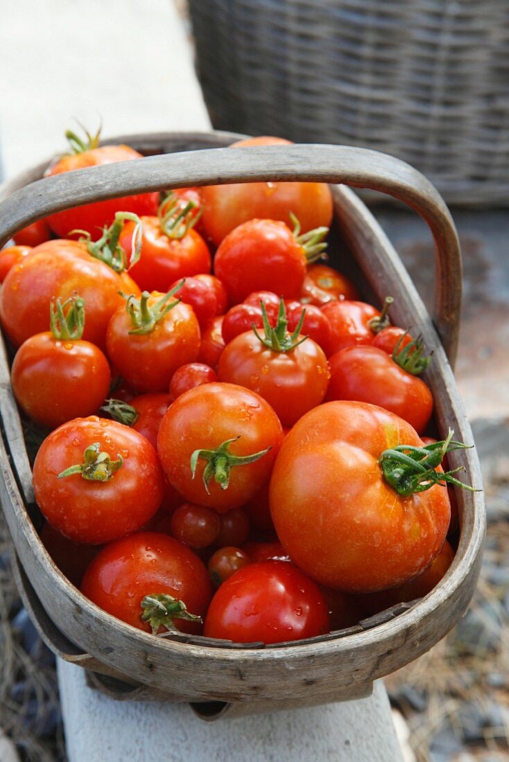 A basket of freshly picked tomatoes