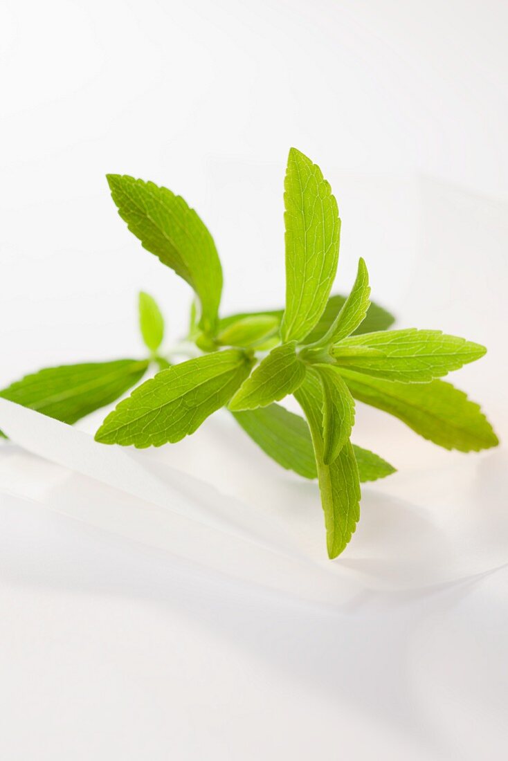A sprig of stevia on parchment paper