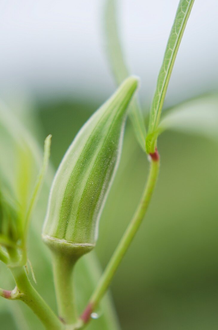An okra on a plant (close-up)