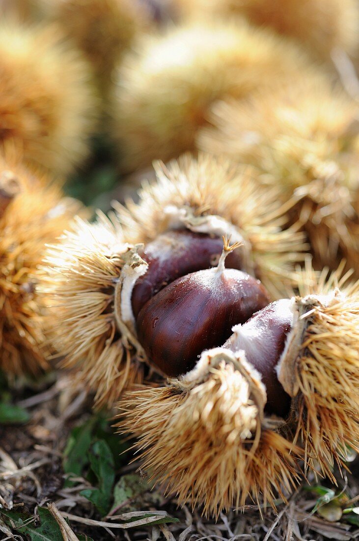 Chestnuts, unpeeled