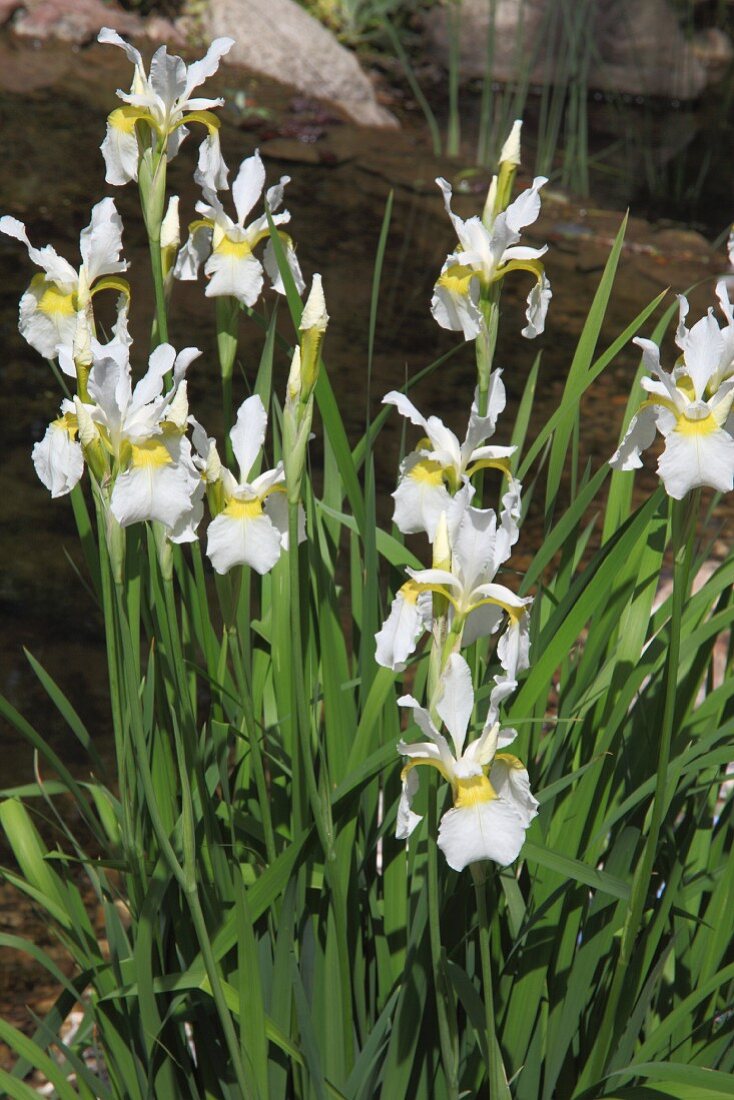 Flowering iris