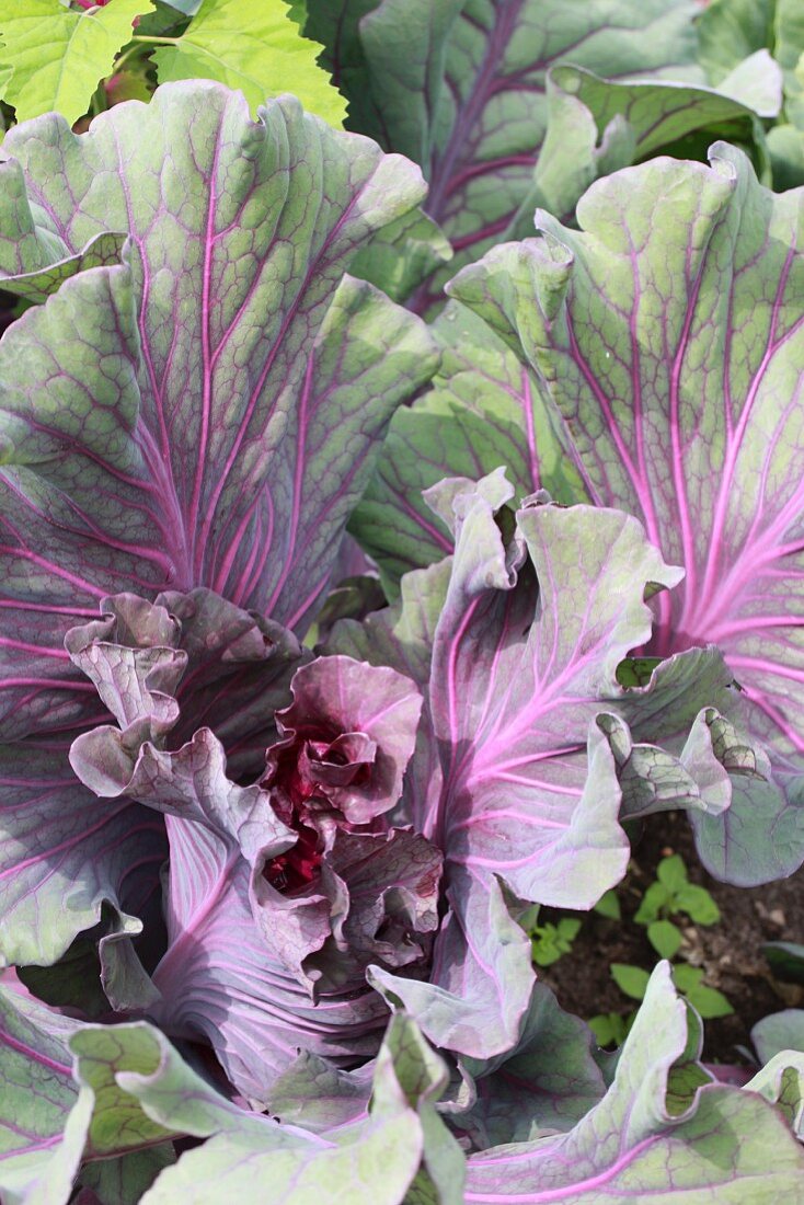 Cabbage plants in a vegetable patch