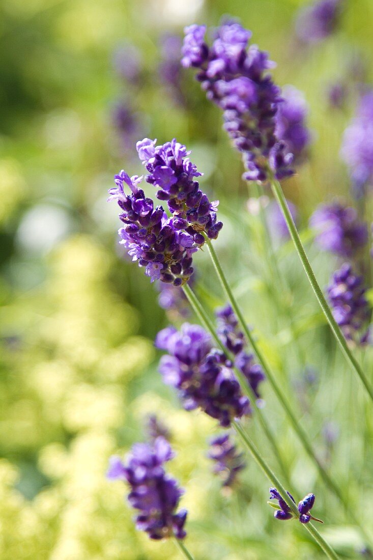 Flowering lavender