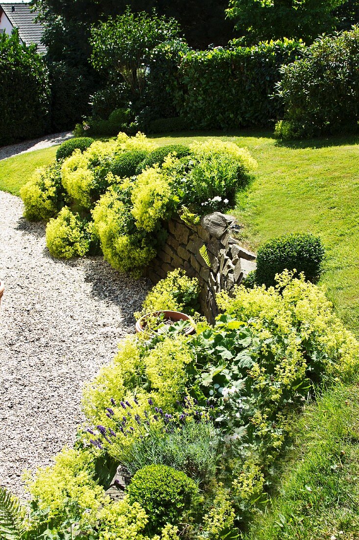 Pillows of lady's mantle next to gravel path in sunny garden