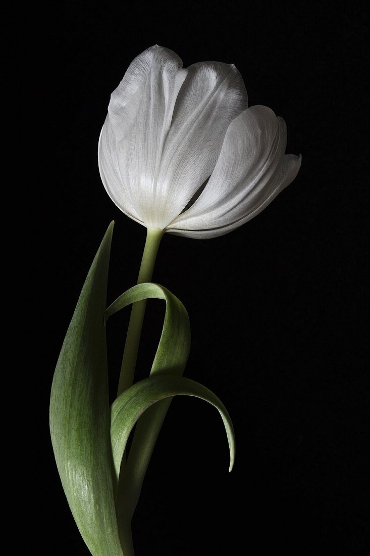 White tulip against black background