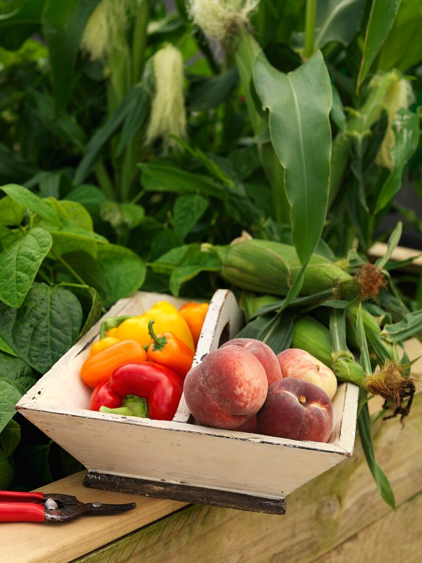 An arrangement with peaches, peppers and corn cobs