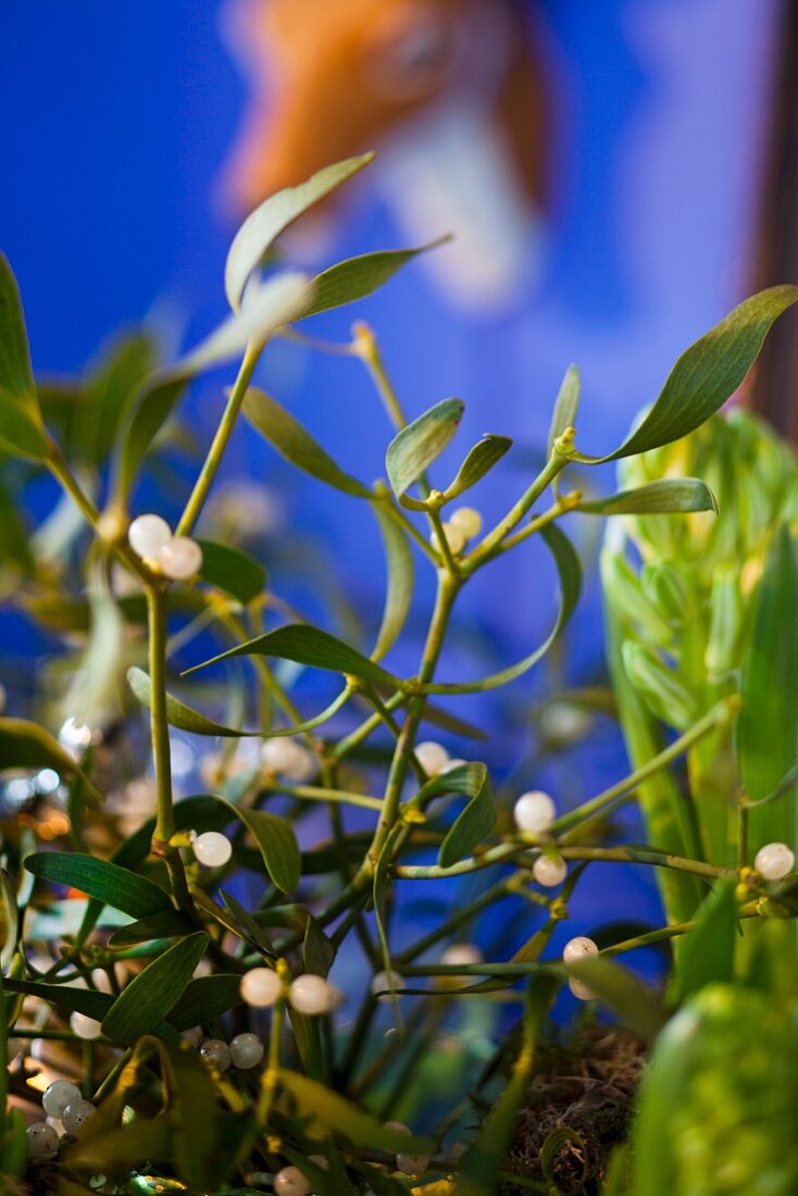 Sprigs of mistletoe as Christmas decoration