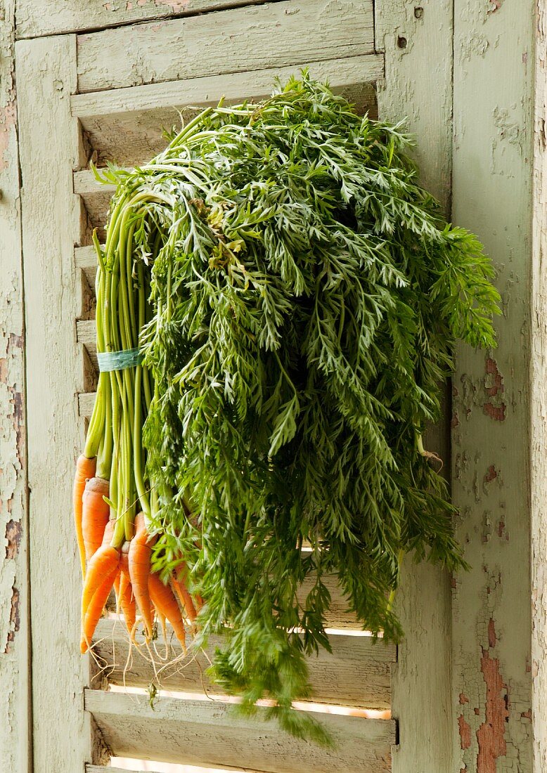 Large Bunch of Organic Carrots Hanging From a Weathered Shutter