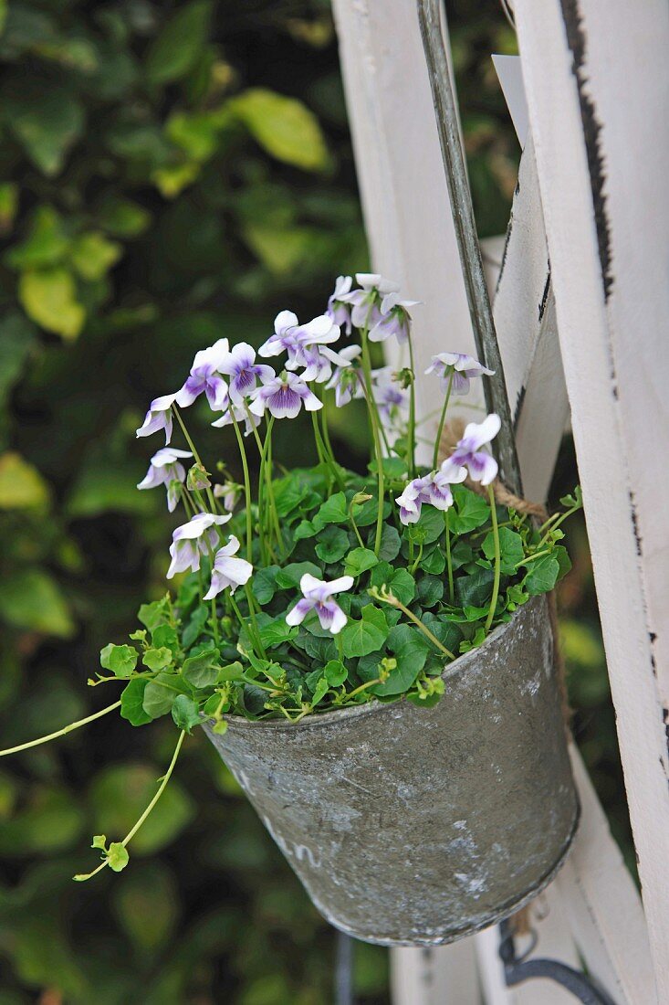 Flowering plant in hanging plant pot