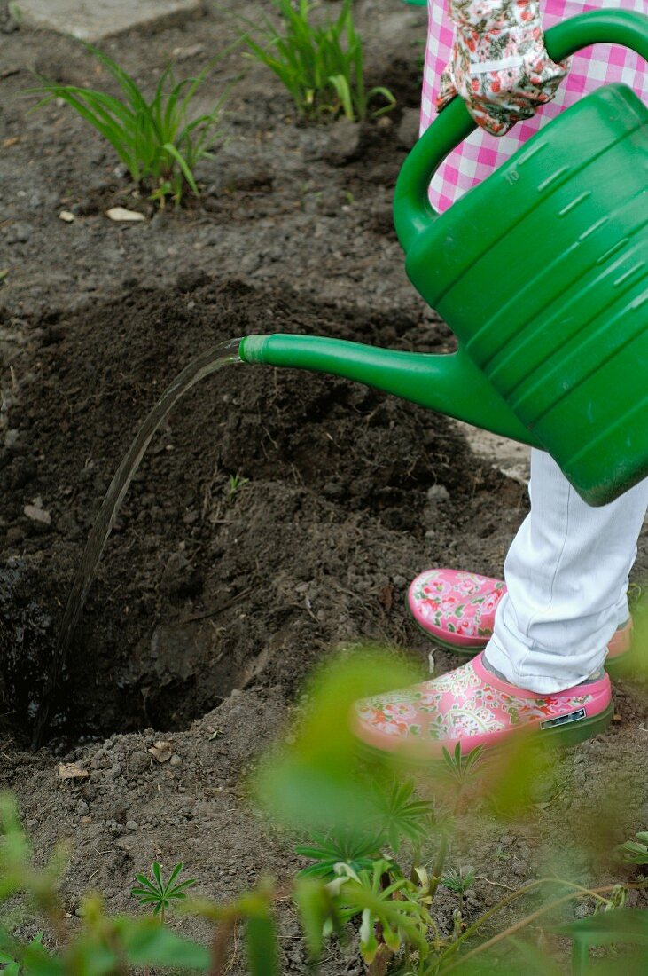 Gardening - woman watering planting hole in garden