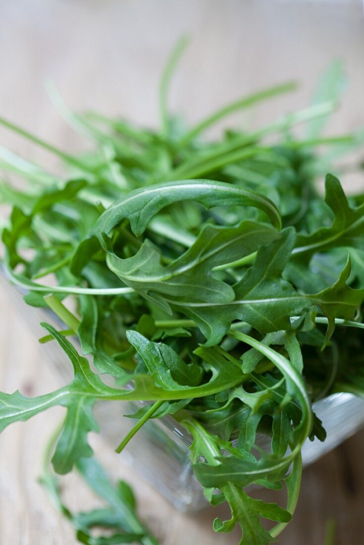 Frischer Rucola