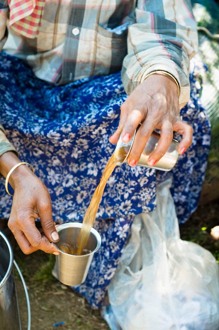 Teepflückerin trinkt Tee (Kerala, Indien)
