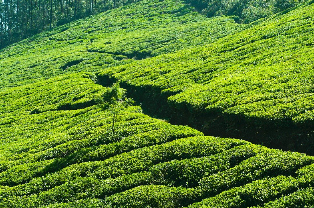 Weg durch eine Teeplantage in Munnar, Kerala, Indien