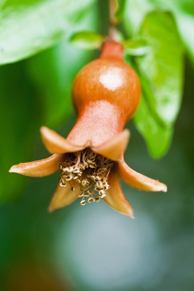 Pomegranate flower turning into fruit